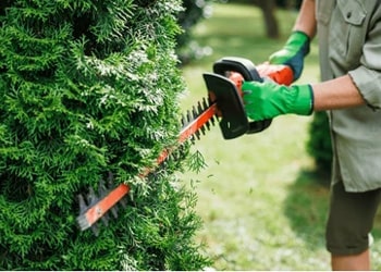 Branches, Tree Cuttings & Logs Clearance